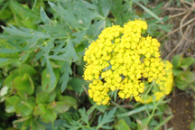 Lomatium dissectum