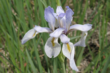 Iris missouriensis