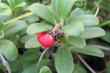 Arctostaphylos uva-ursi