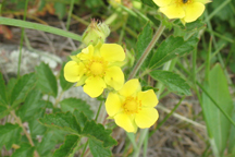 Drymocallis fissa
