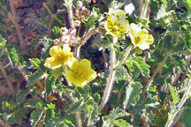 Drymocallis fissa