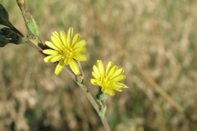 Lactuca serriola