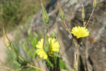 Lactuca serriola