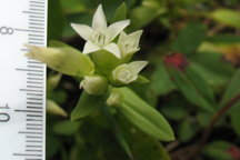 Gentianella acuta