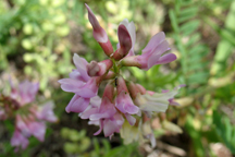 Oxytropis lambertii