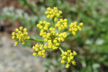 Pseudocymopterus montanus