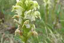 Pedicularis parryi