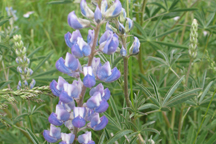 Lupinus argenteus