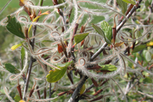 Cercocarpus montanus