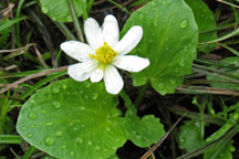 Caltha leptosepala