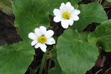 Caltha leptosepala