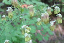 Thalictrum sparsiflorum, fendleri
