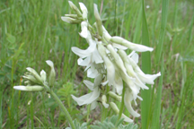 Astragalus drummondii