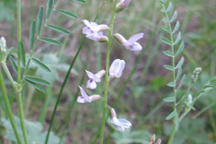 Astagalus tenellus