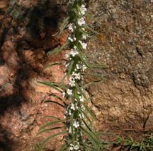 Oreocarya virgata