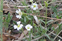 Cerastium fontanum