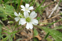 Cerastium fontanum