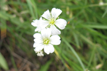 Cerastium fontanum