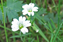 Cerastium fontanum