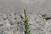 Verbascum thapsus