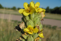 Verbascum thapsus