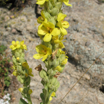 Verbascum thapsus