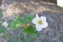 Oreobatus delicosus