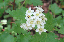 Physocarpus monogynus
