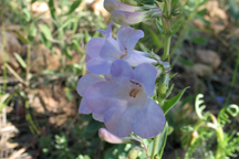 Penstemon augustifolius