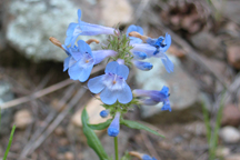 Penstemon augustifolius