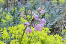 Allium cernuum