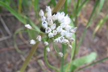 Allium textile