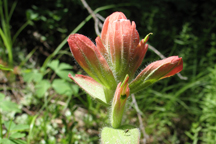 Castilleja integra