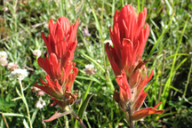 Castilleja miniata