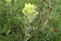 Castilleja occidentalis