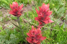 Castilleja integra