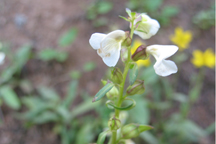 Pedicularis racemosa