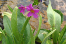 Primula parryi