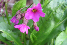 Primula parryi