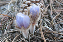 Pulsatilla patens hirsutissima