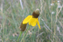 Ratibida columnifera