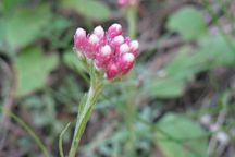 Antennaria rosea