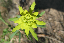 Poinsettia dentata