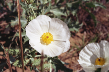 Argemone polyanthemos