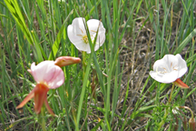 Oenthera albicaulis