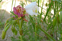 Oenthera albicaulis