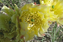 Opuntia macrorhiza