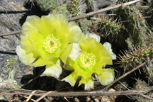 Opuntia macrorhiza
