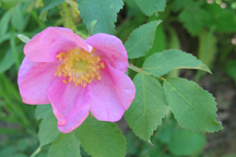 Rosa sayi
