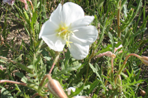 Oenthera albicaulis